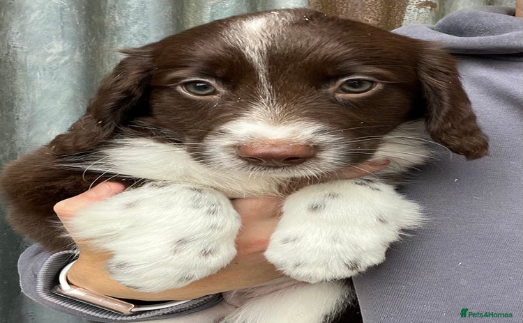 Border Collie dogs - Advert 1