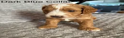 Cockapoo dogs for sale: Beautiful F2 Cockapoos  - Advert 24