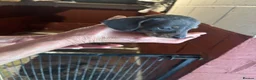 Dachshund dogs for sale: Dachshund puppies  - Advert 10