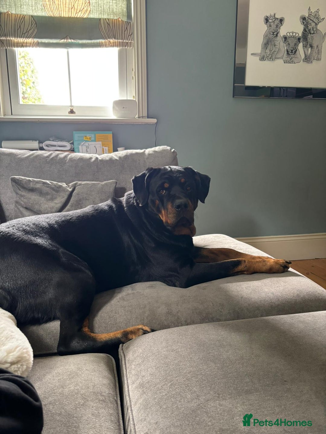 Rottweiler dogs for sale: Beautiful 4 year old Rottweiler  - Advert 9