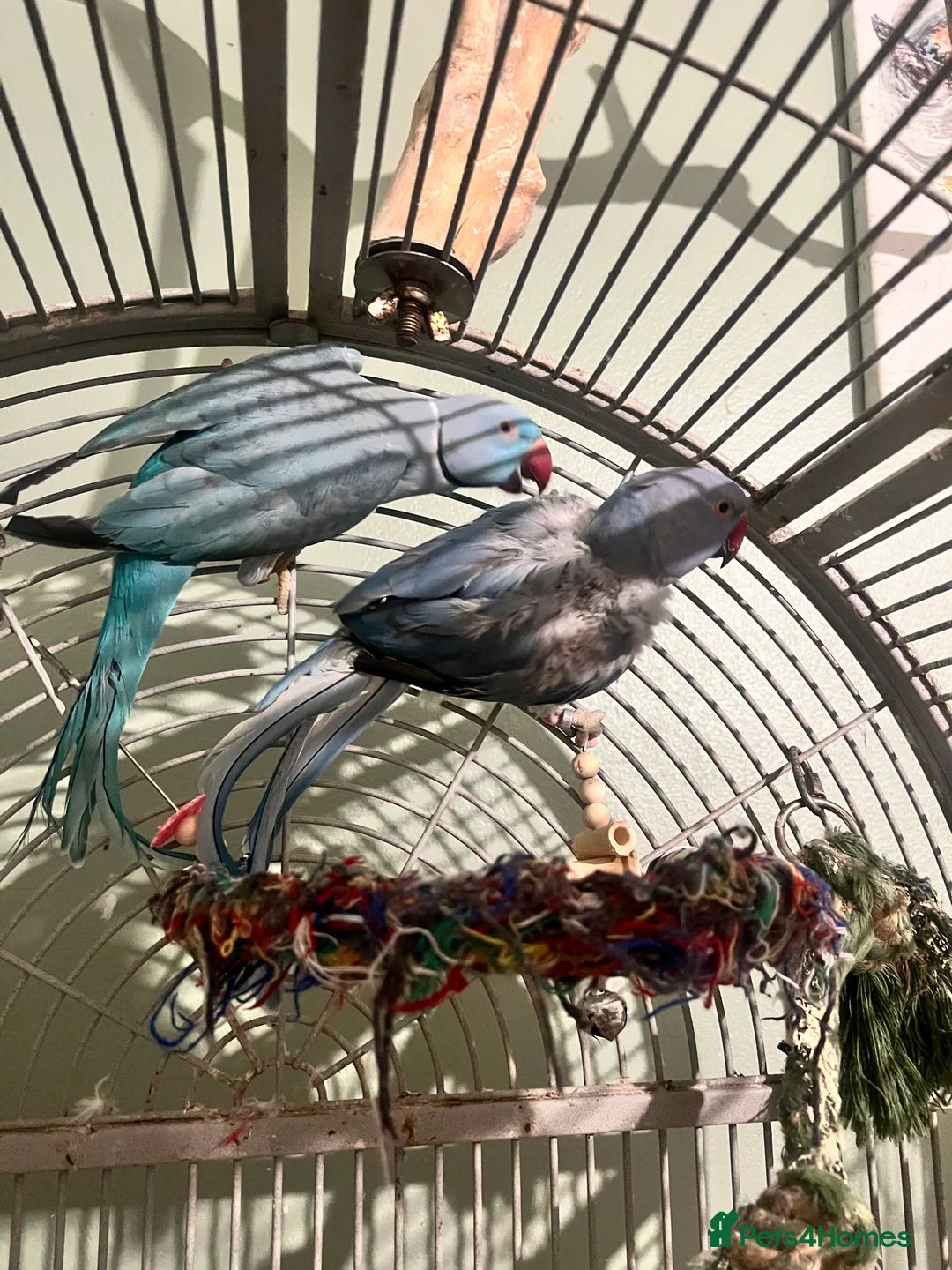 Ringnecks birds for sale: Bonded pair Indian Ringneck - Advert 9