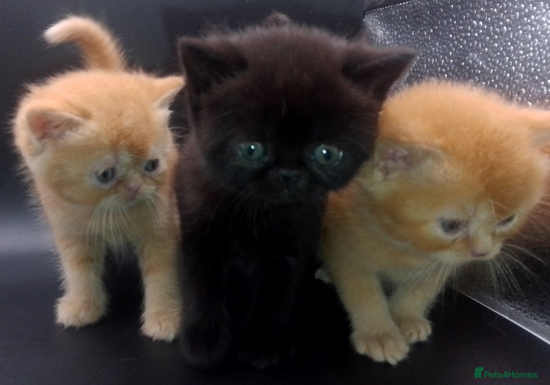 Exotic cats for sale:  Exotic British shorthair  - Image 14