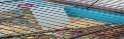 Hamster rodents for sale: Russian Dwarf Hamster With Cage in Wembley - Advert 8