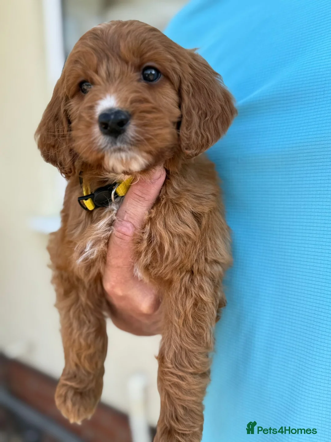 Cockapoo dogs for sale: Gorgeous F1 Cockapoo puppies  - Advert 1