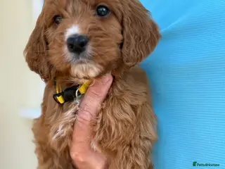 Cockapoo dogs for sale: Gorgeous F1 Cockapoo puppies - Advert 2