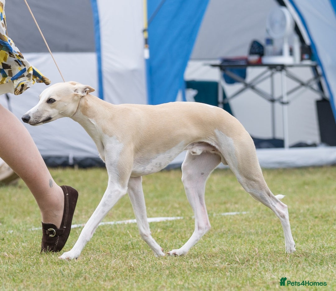 Whippet dogs for stud: Kawrsing Whippets  - Advert 2