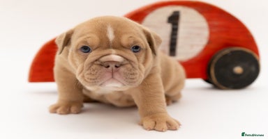 English Bulldog dogs - Advert 14