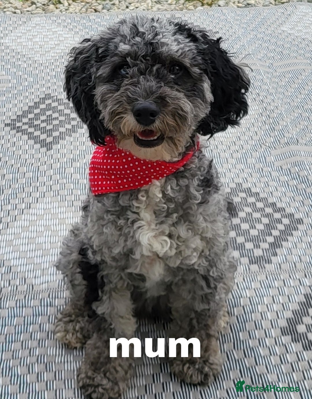 Cavapoo dogs for sale: Cavapoo puppies extensive health tested - Advert 4