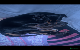 Miniature Dachshund dogs for sale: MINIATURE DACHSHUNDS REDUCED!! - Image 12