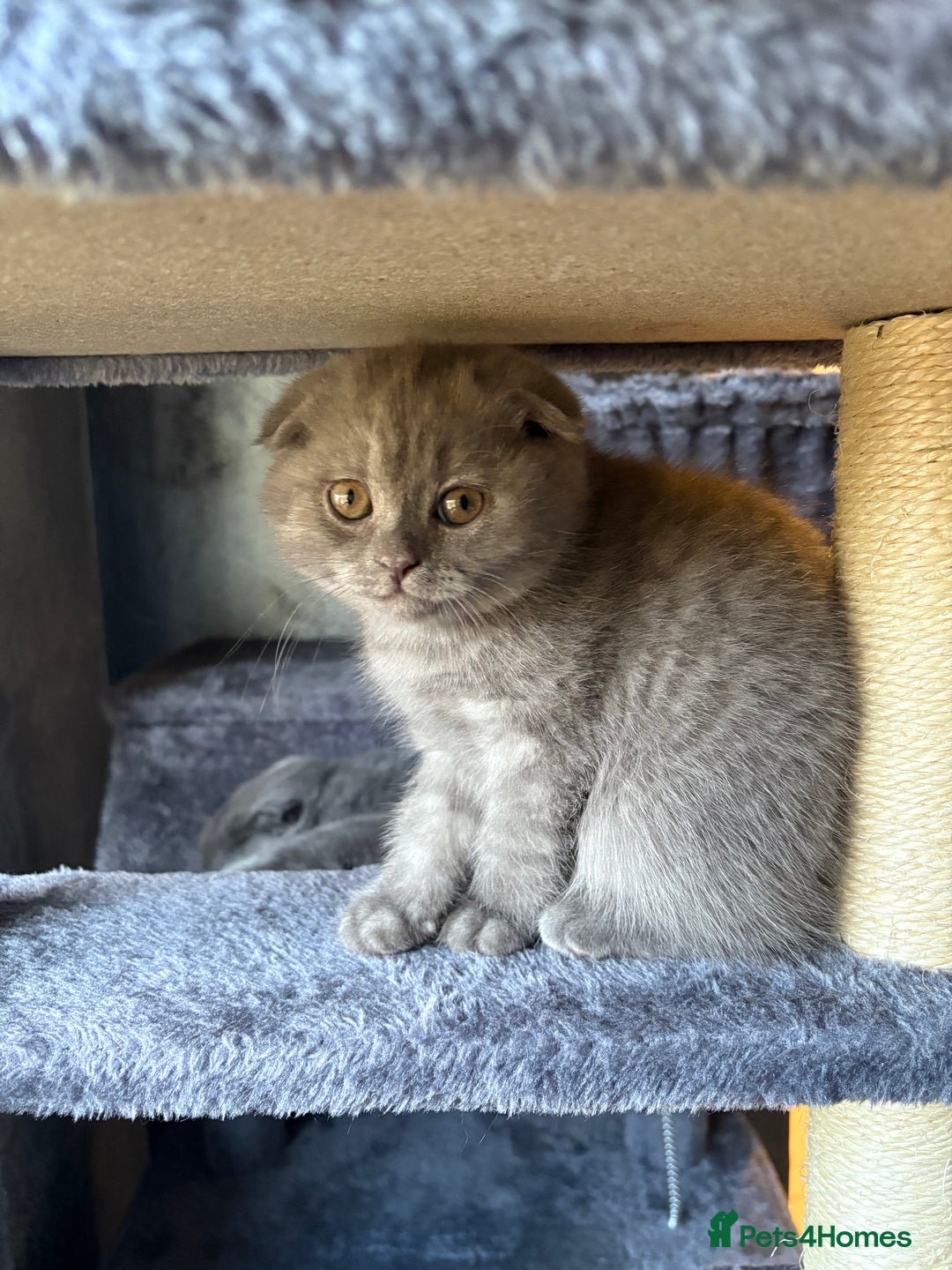 Scottish Fold cats for sale: Scottish Fold kitten - Advert 8