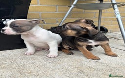 Mixed Breed dogs for sale: Bulldog/staffy pups  - Image 6