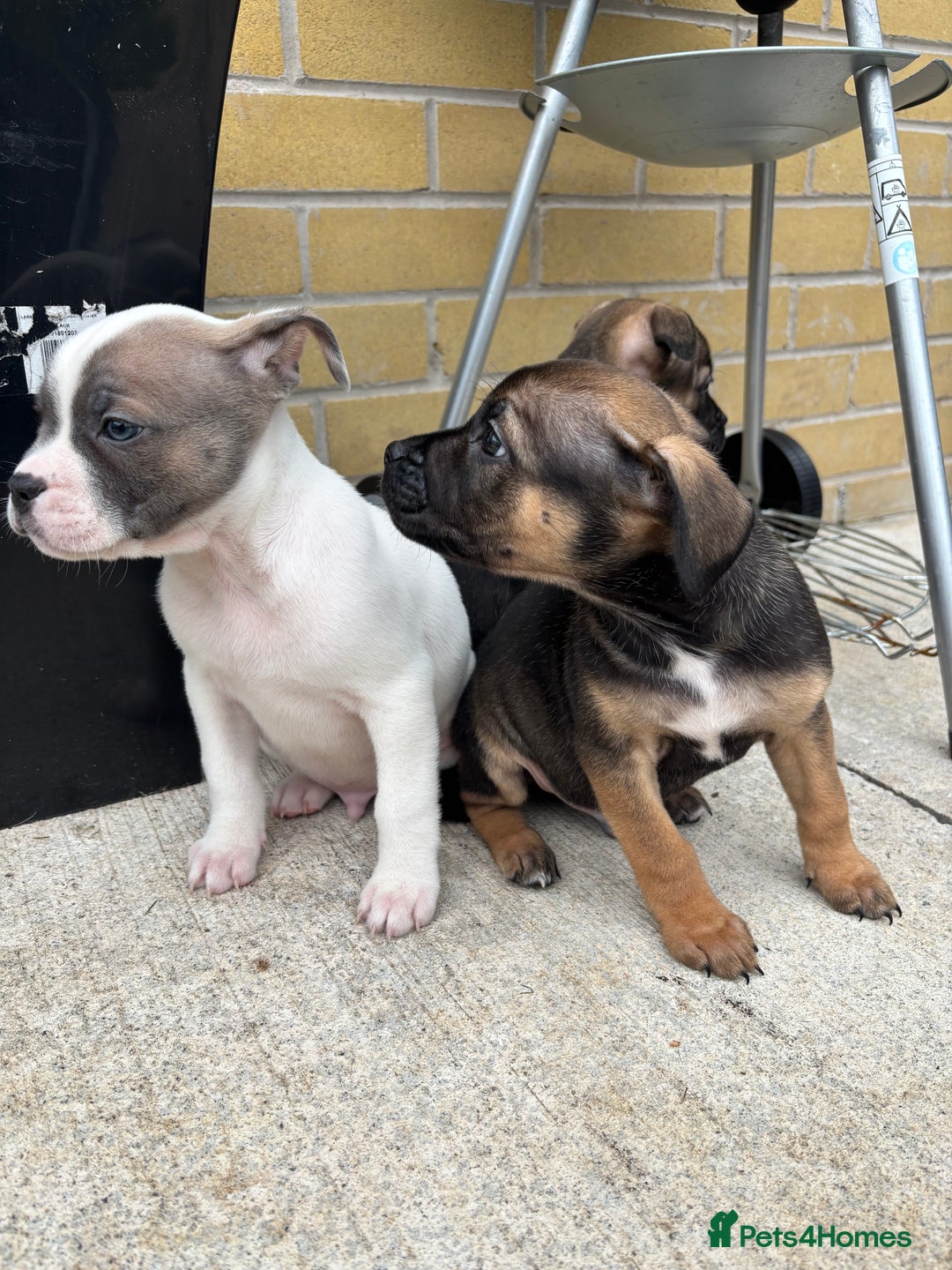 Mixed Breed dogs for sale: Bulldog/staffy pups  - Image 6