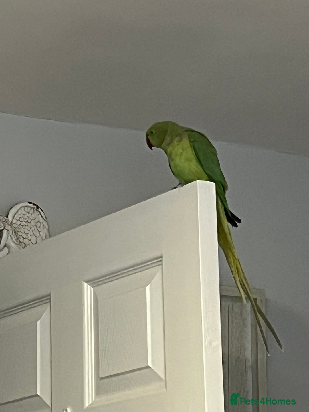 Ringnecks birds for sale: Breeding pair of Indian Ringnecks  - Advert 5