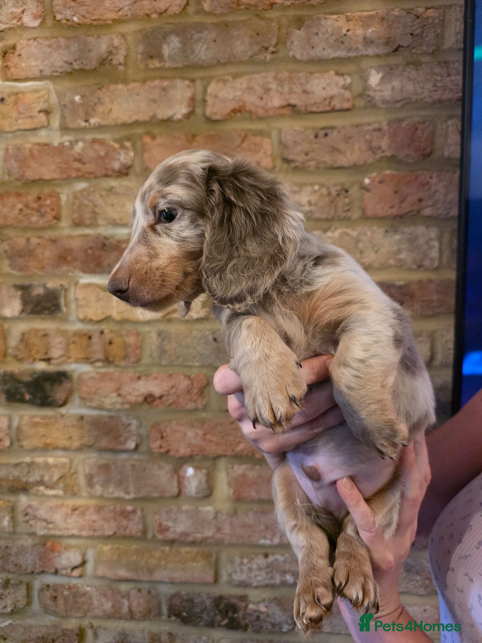 Miniature Dachshund dogs for sale:  long-haired mini Dachshund - Advert 1