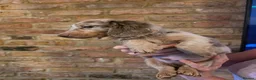 Miniature Dachshund dogs for sale:  long-haired mini Dachshund - Advert 1