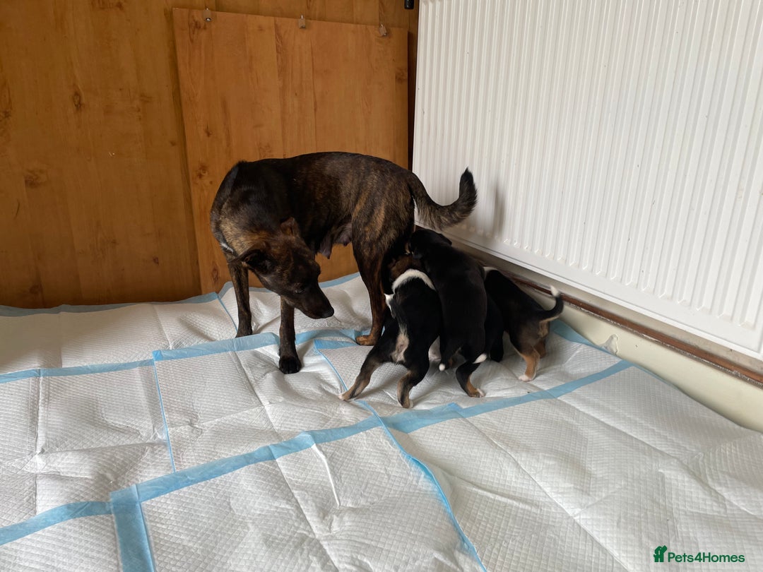 Mixed Breed dogs for sale: 🐾 Collie X Puppies – 10 Weeks Old  - Image 8