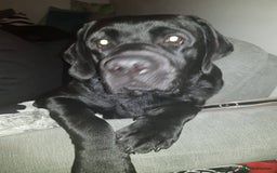 Labrador Retriever dogs for stud: Proven Fully DNA Tested for Stud in Harlow - Image 14