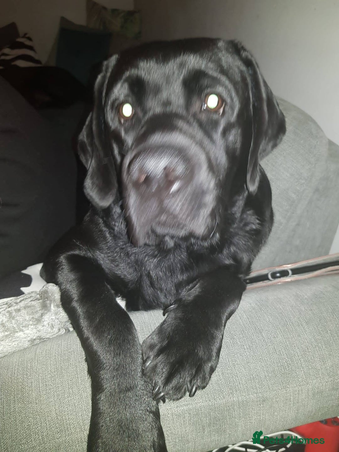 Labrador Retriever dogs for stud: Proven Fully DNA Tested for Stud in Harlow - Image 14