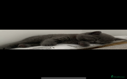 British Shorthair cats for sale: Full pedigree GCCF BSH kittens  - Image 6