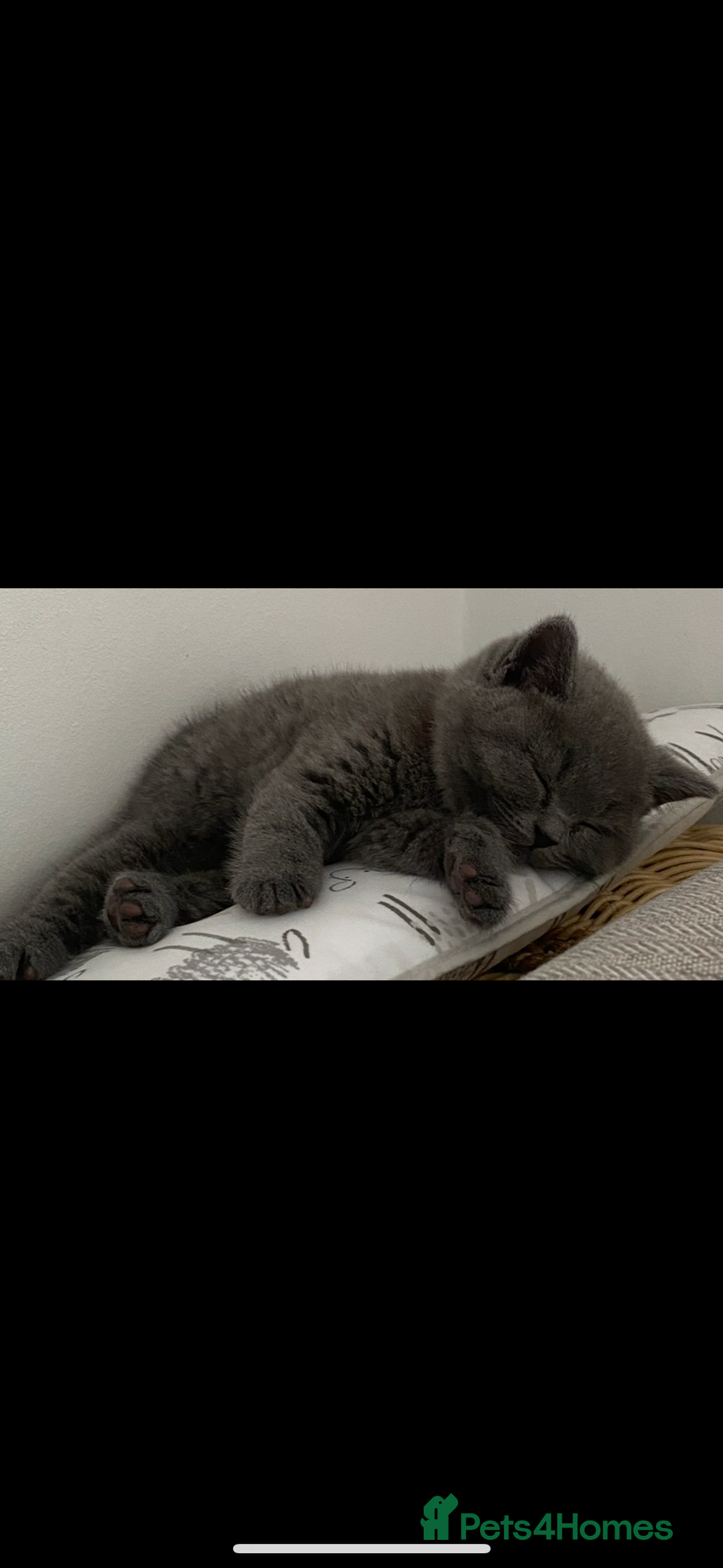 British Shorthair cats for sale: Full pedigree GCCF BSH kittens  - Image 6