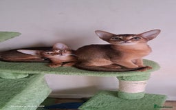 Abyssinian cats for sale: 5✨TICA Beautiful Abyssinian Kittens - Image 8