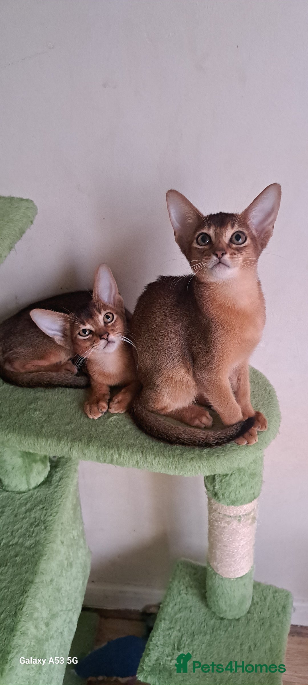 Abyssinian cats for sale: 5✨TICA Beautiful Abyssinian Kittens - Image 8