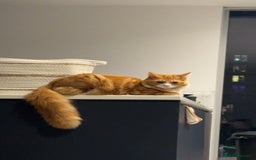 Mixed Breed cats for sale: Mix Maine Coon - Image 7