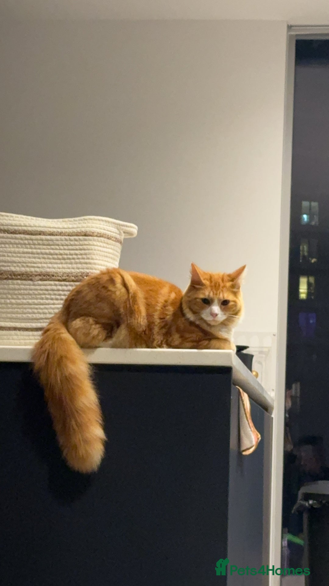 Mixed Breed cats for sale: Mix Maine Coon - Image 7