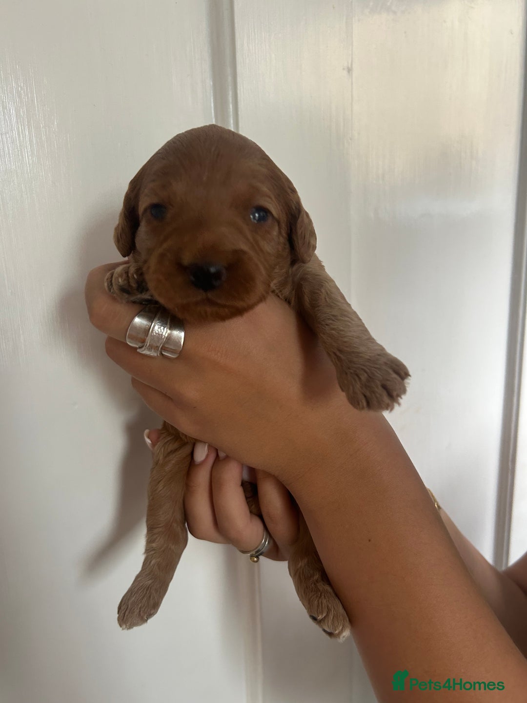 Cockapoo dogs for sale: Adorable Cockapoo Puppies  - Image 3