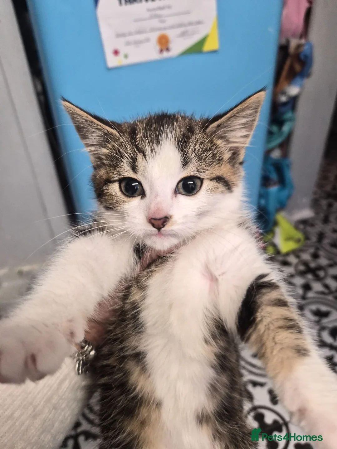 Mixed Breed cats for sale: Beautiful tabby girl - Advert 2