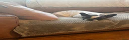 French Bulldog dogs for sale: French Bulldog Seeking Quiet Retirement Home - Advert 2