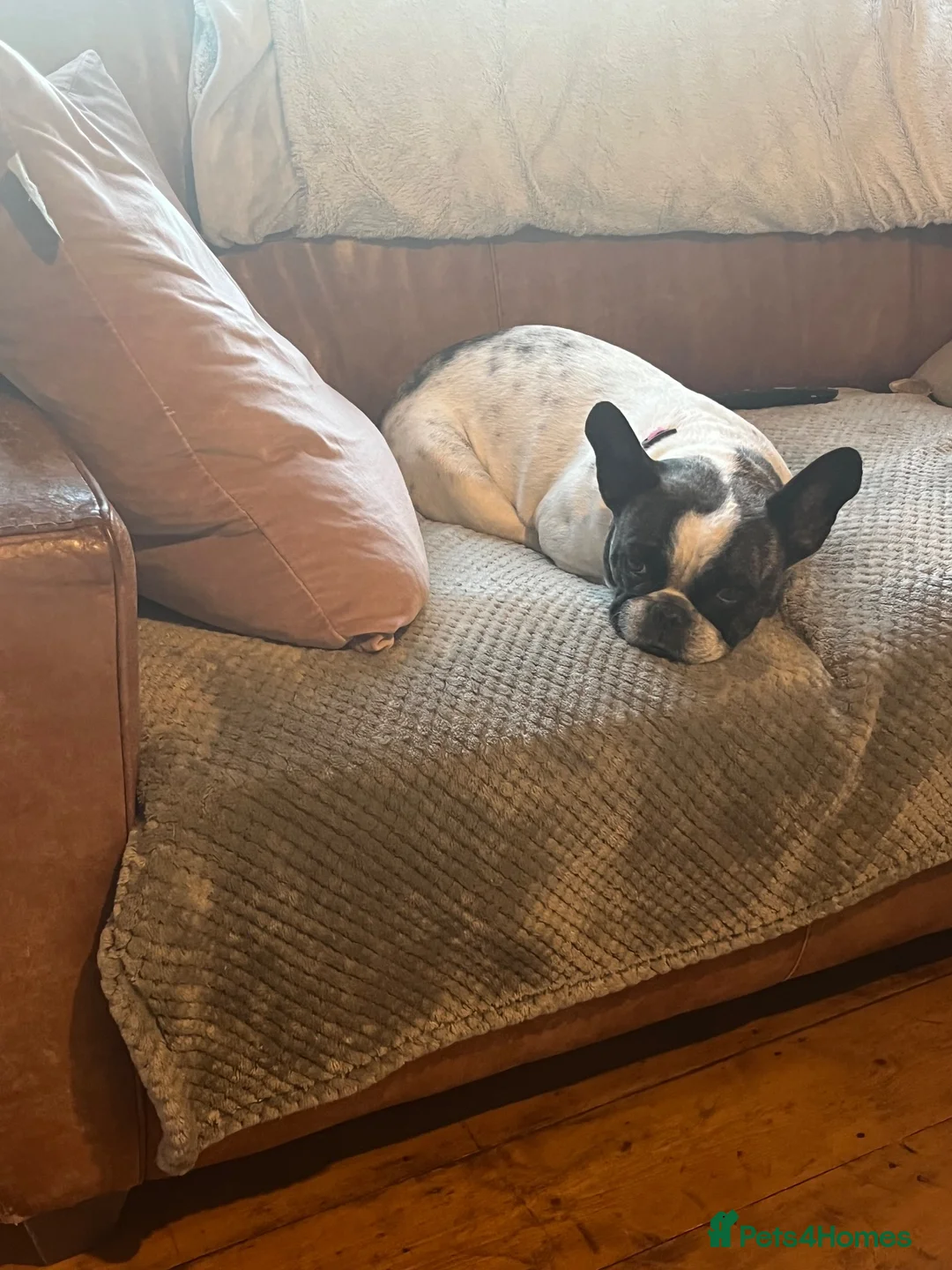 French Bulldog dogs for sale: French Bulldog Seeking Quiet Retirement Home - Advert 2