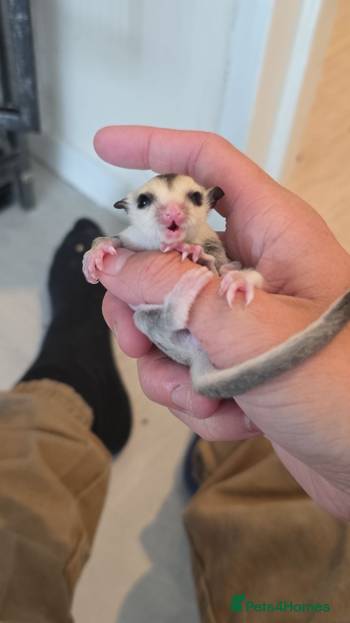 Sugar Glider rodents Baby sugar gliders  - Advert 6