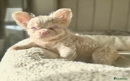 French Bulldog dogs for sale: 🌸Pink French bulldogs TOP QUALITY  - Image 1