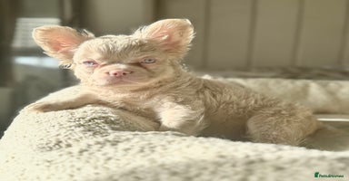 French Bulldog dogs - Advert 5