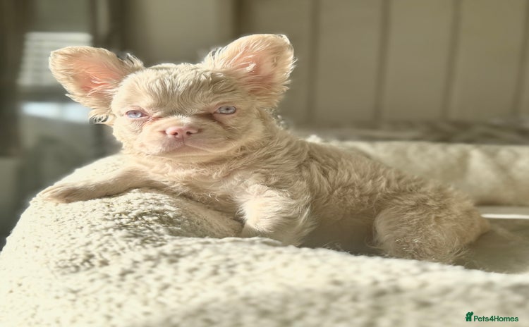 French Bulldog dogs - Advert 8