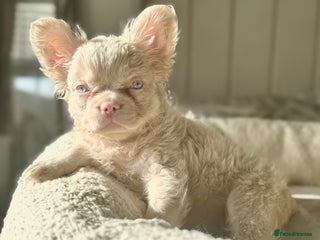 French Bulldog dogs - Advert 2