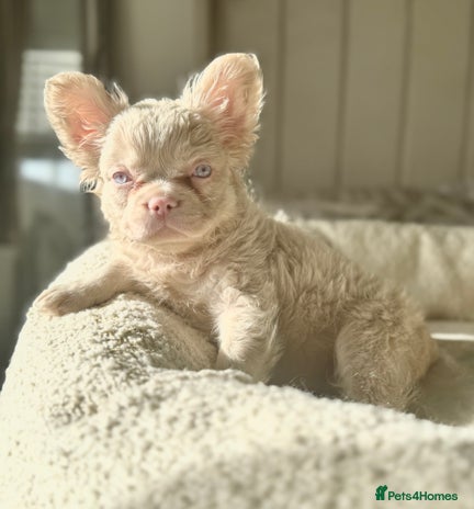 French Bulldog dogs - Advert 2