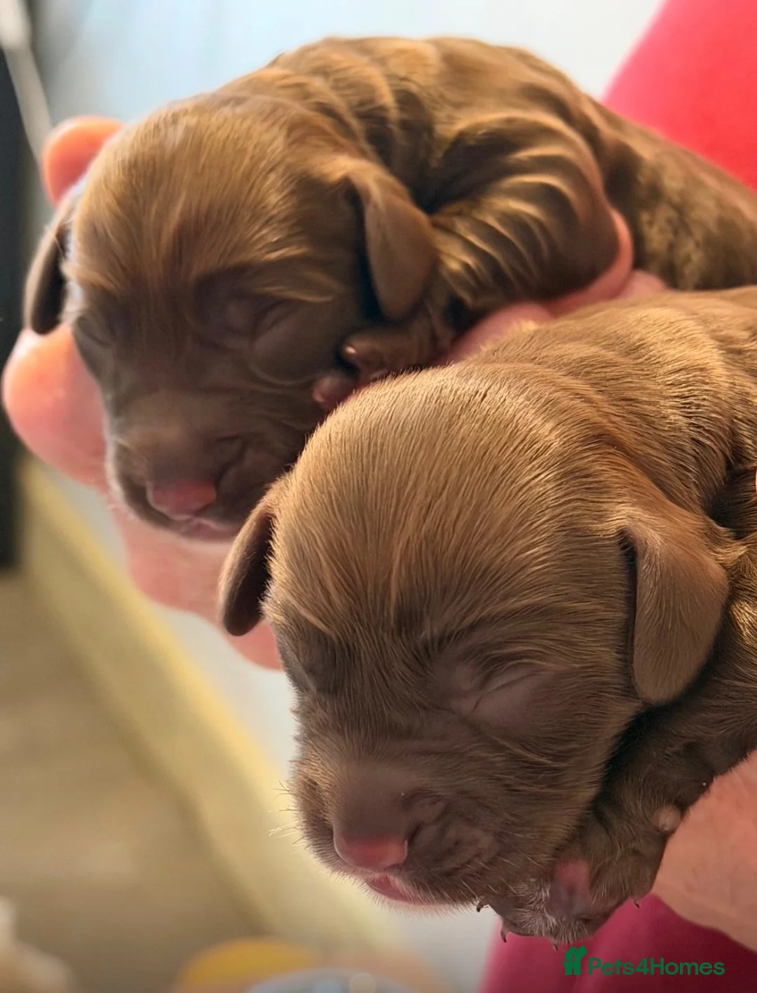 Sproodle dogs for sale: Gorgeous Chocolate Puppies in Ludlow - Advert 2