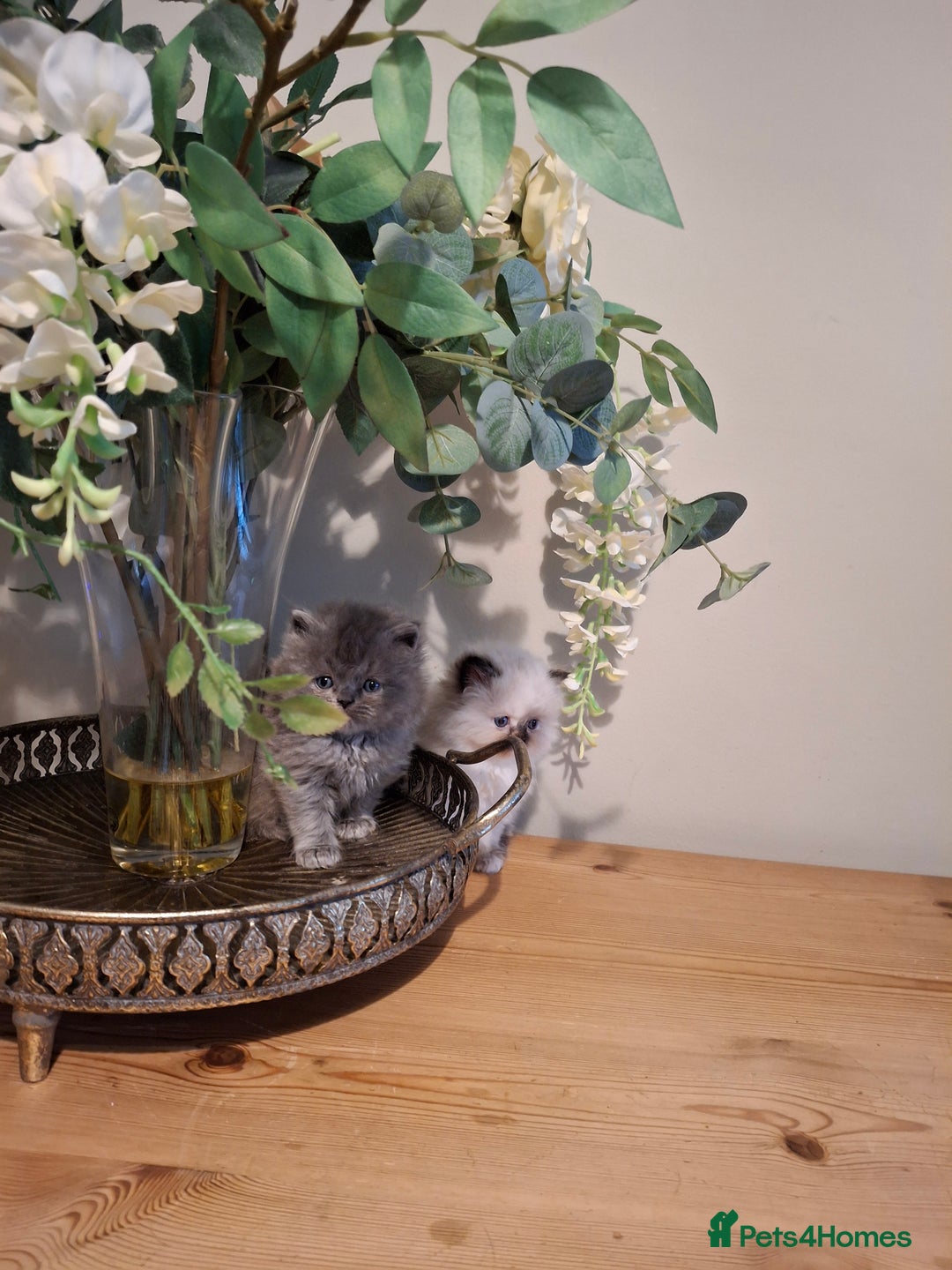 Persian cats for sale: Persian kittens - Image 6