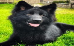 German Shepherd dogs for stud: Solid black german shepherd stud dog - Image 12