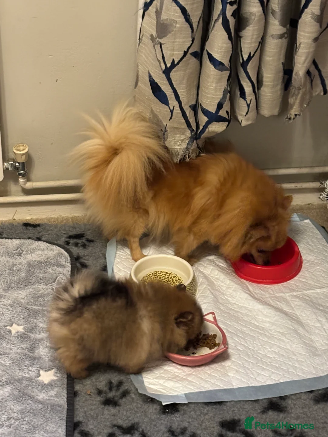 Pomeranian dogs for sale: Pomeranian puppy for sale - Advert 8