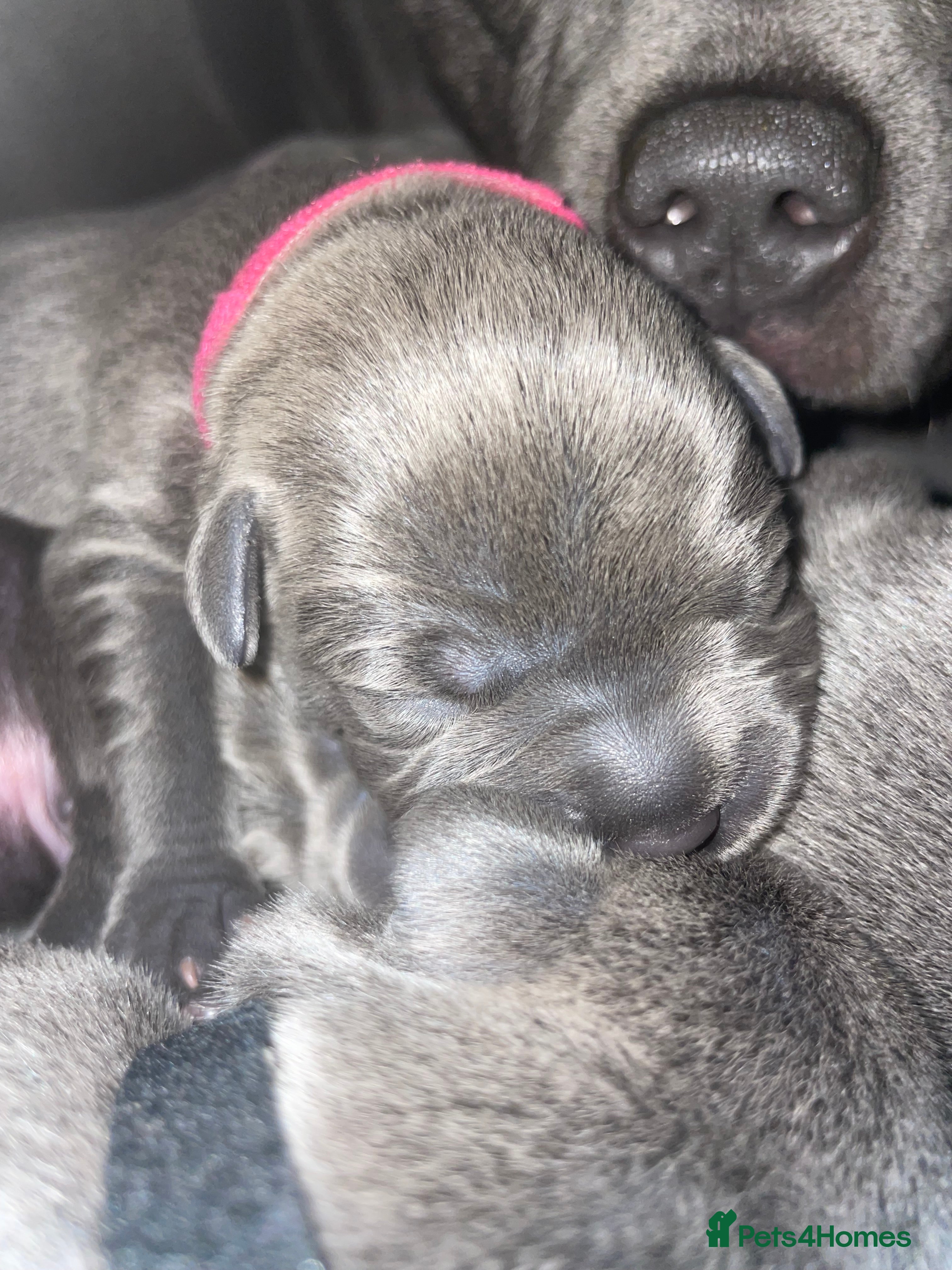 Staffordshire Bull Terrier dogs 7 beautiful KC staffy puppy’s - Advert 17