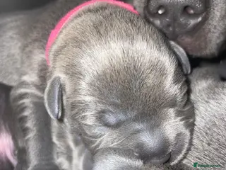 Staffordshire Bull Terrier dogs 7 beautiful KC staffy puppy’s - Advert 17