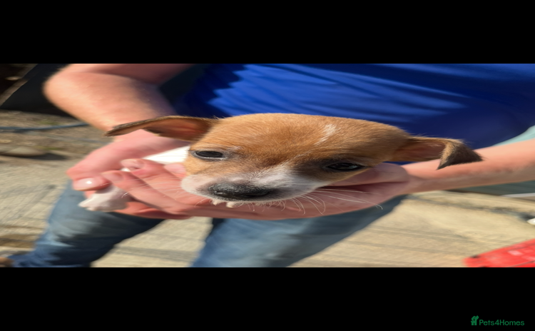Jack Russell dogs - Advert 3