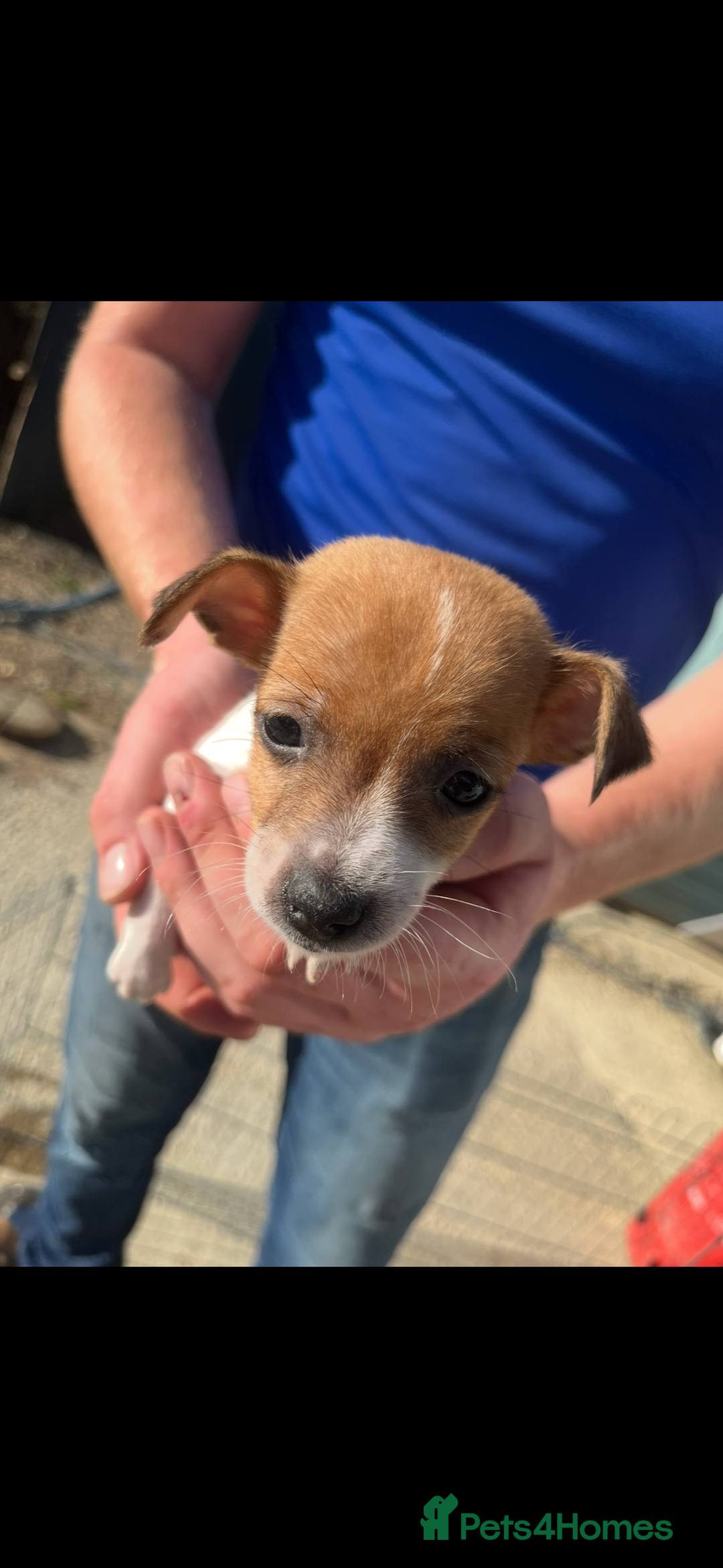 Jack Russell dogs for sale: Jack russle puppies  - Image 1