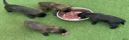 Cairn Terrier dogs for sale: KC reg pups off health tested parent avail 11/08 - Advert 4