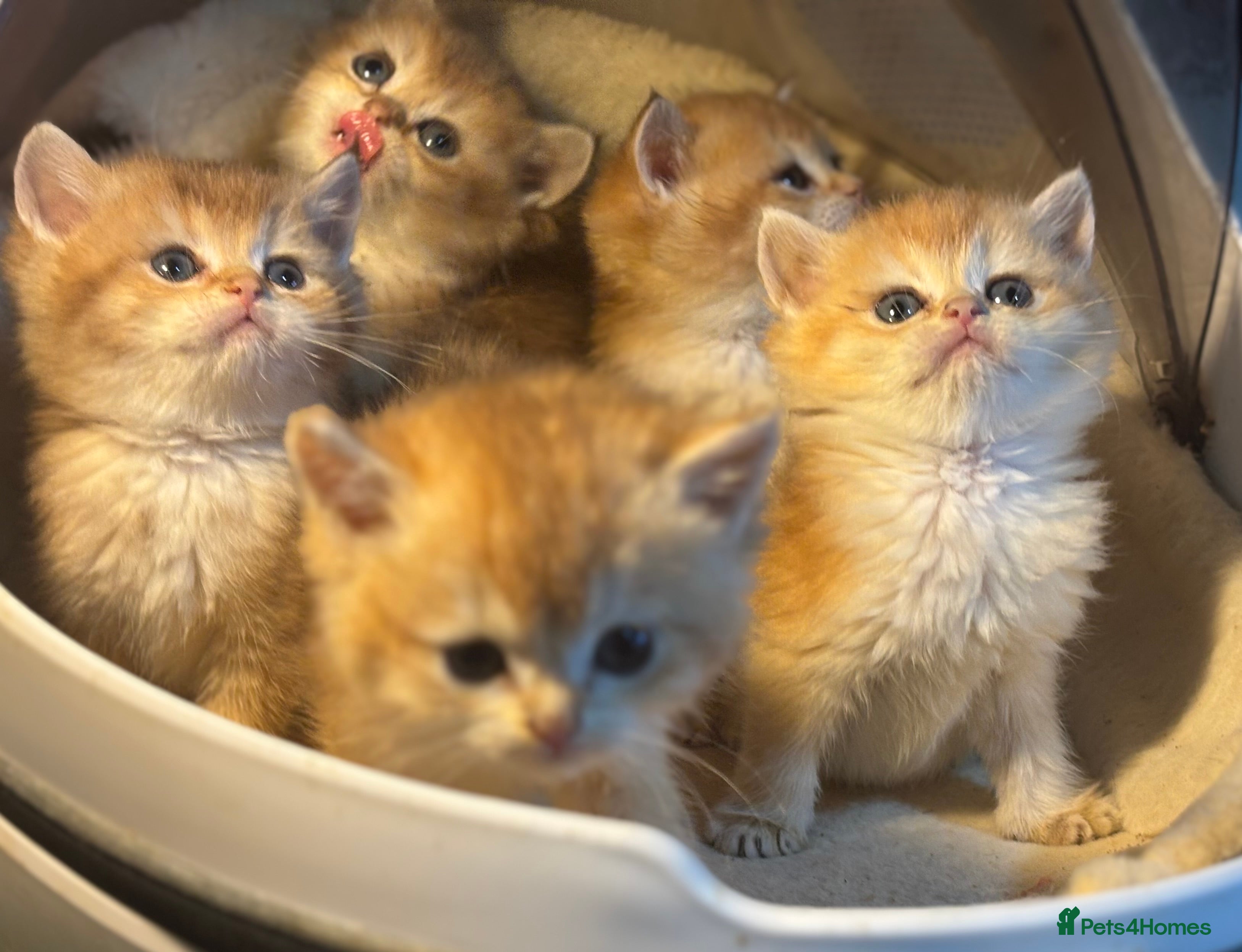 British Shorthair cats Full Pedigree Golden tipped British Shorthair - Advert 15