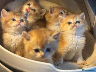 British Shorthair cats Full Pedigree Golden tipped British Shorthair - Advert 14