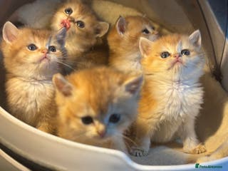 British Shorthair cats Full Pedigree Golden tipped British Shorthair - Advert 12